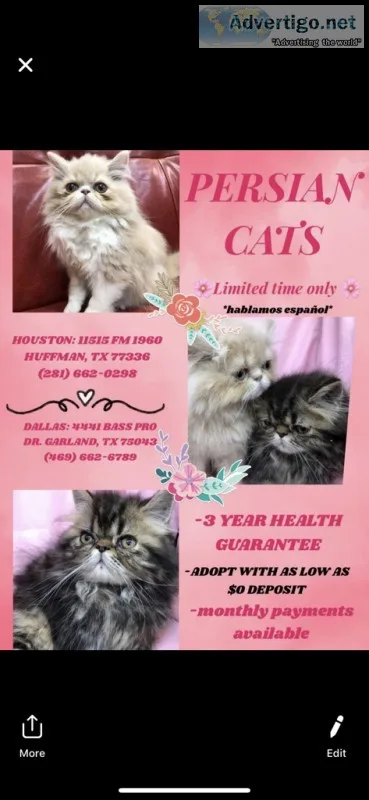 Persian cats