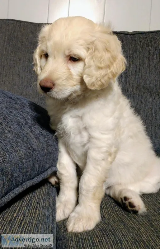 Goldendoodles