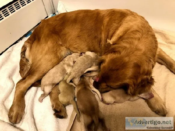 Golden Pyrenees Pups