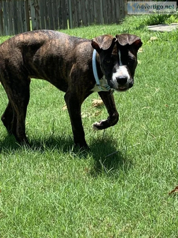9 month old Sweet Terrier Mix Female
