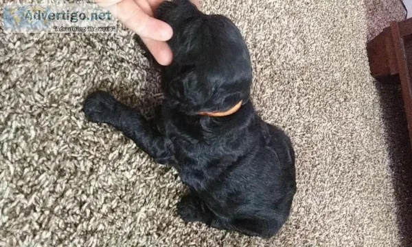 Labradoodle puppies