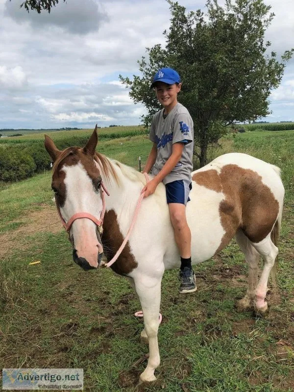 6 yr old paint mare