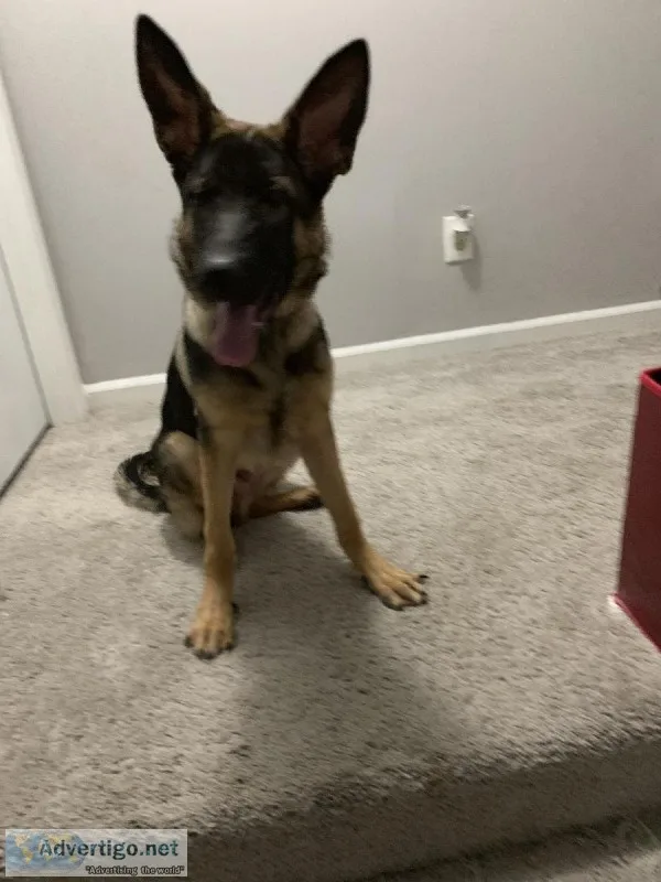 German Shepherd- Needs Loving Home