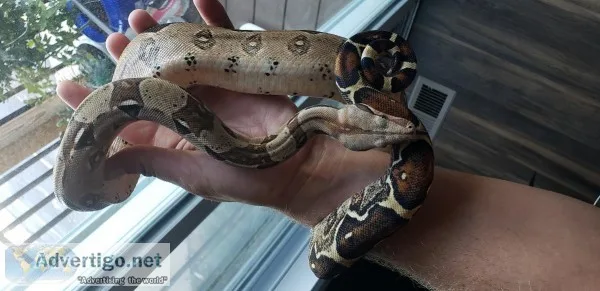Red Tail Boa and Ball Python