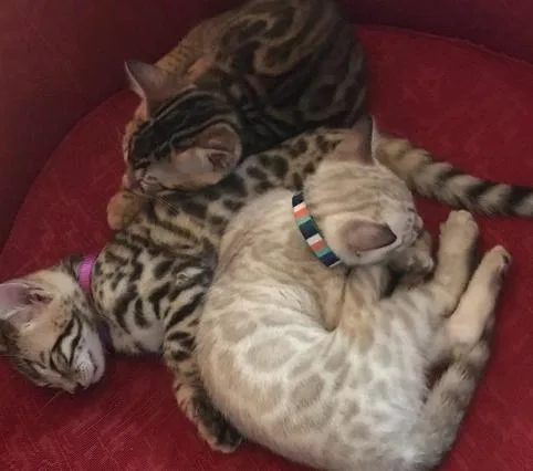 BENGAL KITTENS Gold Rosetted and Snow