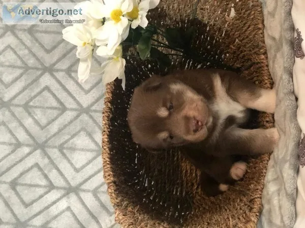 Husky puppies