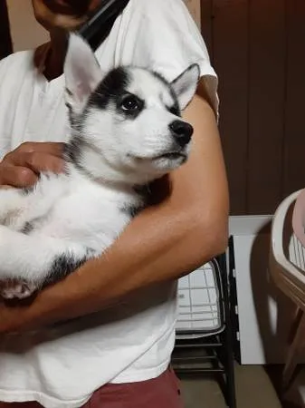 Adorable purebred siberian husky pupps
