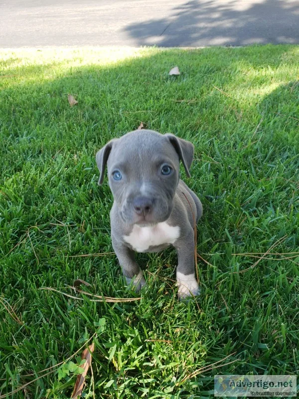 Pitbull puppy girl 
