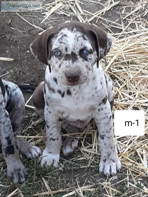 Nalc registerable Catahoulas