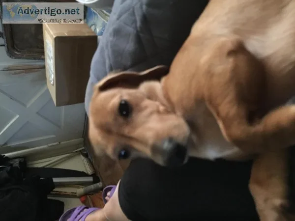 House and pet sitting