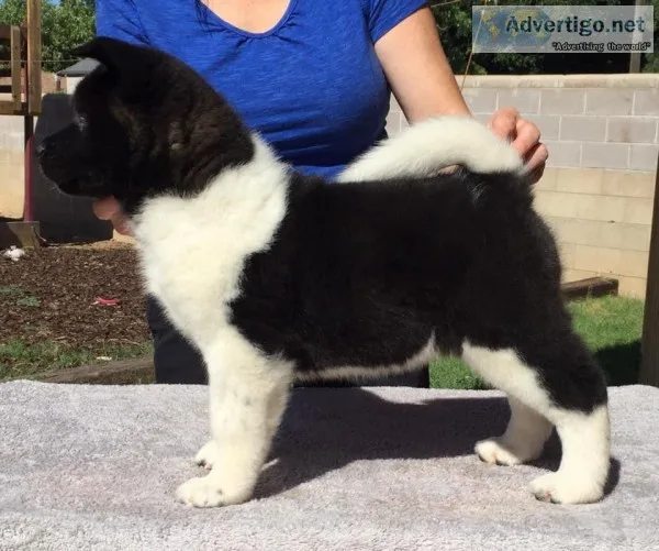 Female akita puppies - health tested champion parents