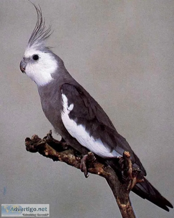Gray or White Faced Male Cockatiel includes cage and all accesso