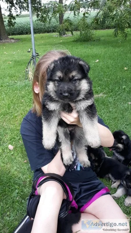 German Shepherd puppies
