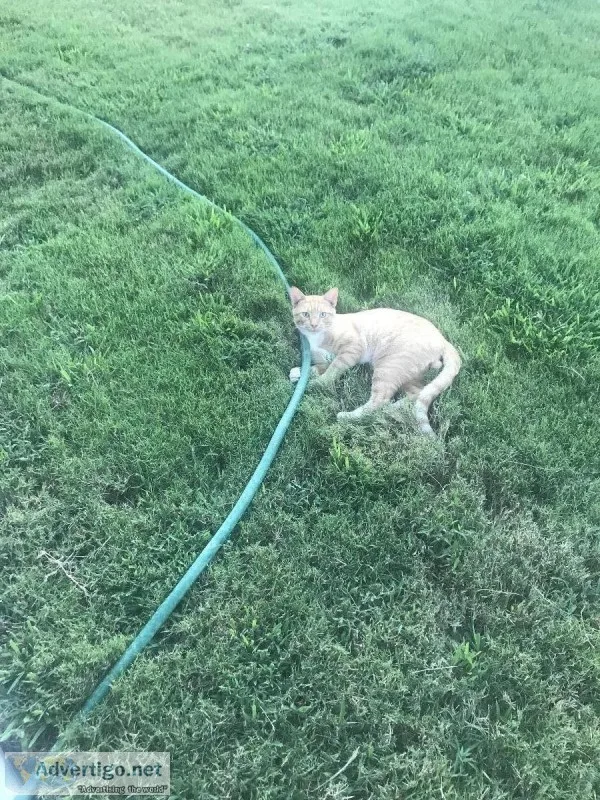 Free Cat Looking for a Good Home