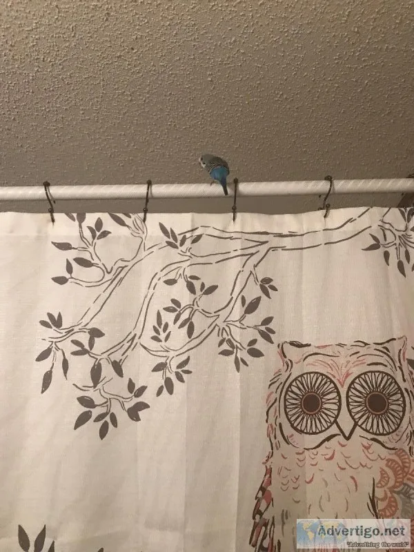 Parakeet