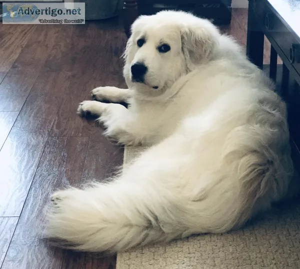 Great Pyrenees