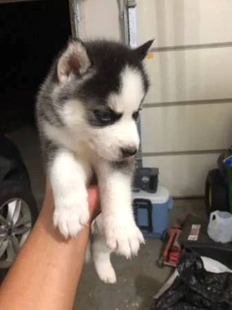 Brave home trian siberian husky pupps