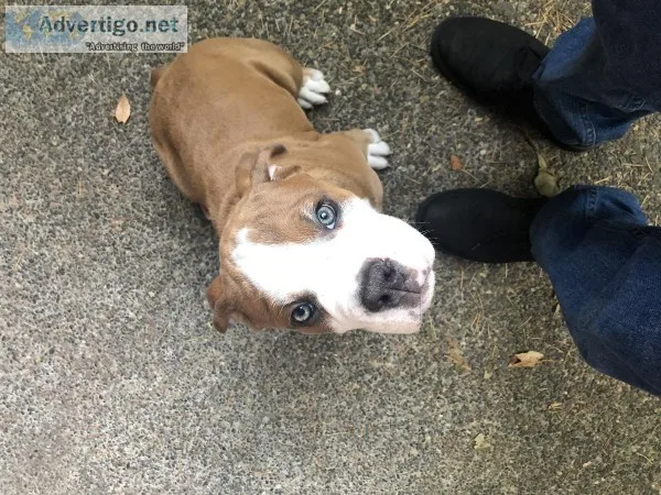 Old English Bulldog Puppy