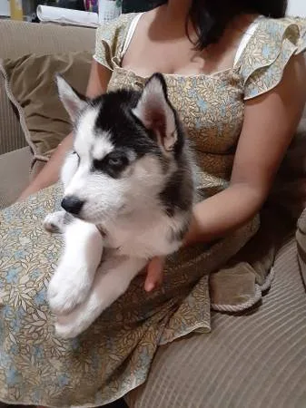 Cute purebred siberian husky pupps