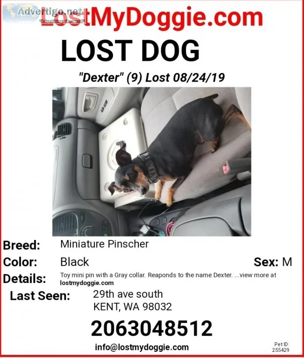 Lost Miniature Pincher- Kent behind the Redondo Fredmeyers