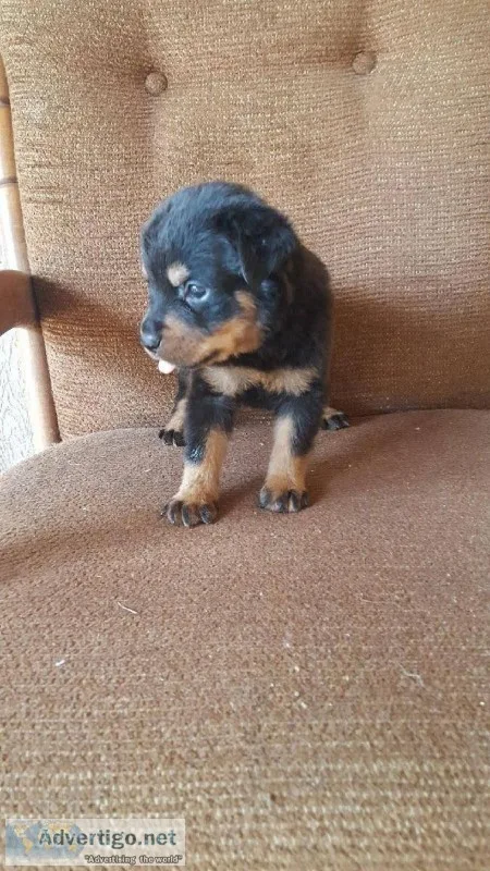AKC Rottweiler puppies
