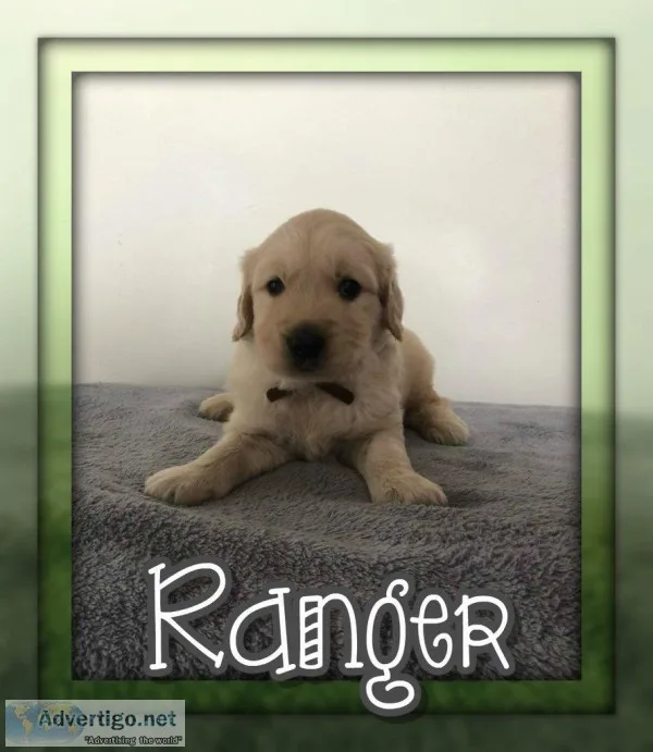 Ranger AKC Male Golden Retriever