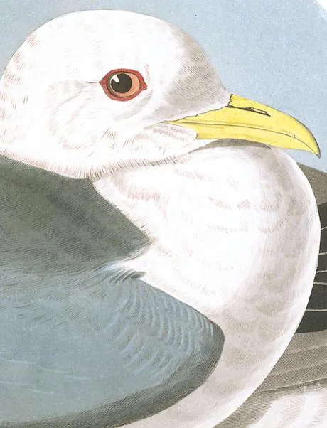 Audubon s Birds of America