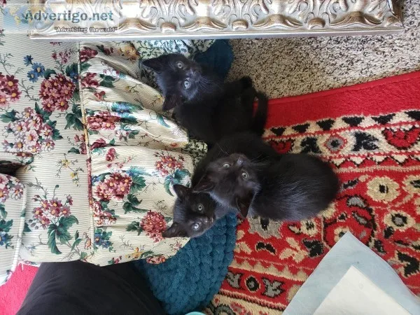 FREE KITTENS
