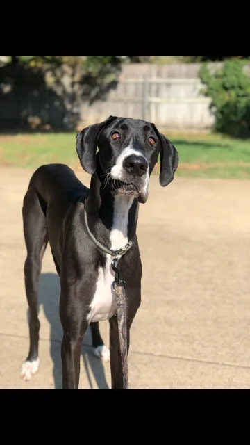 Great Dane