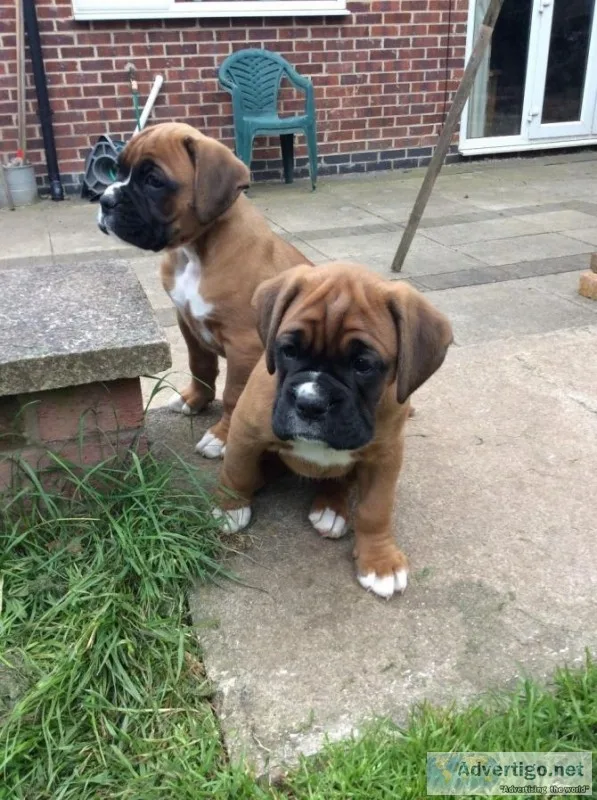 Beautiful boxer puppies for free