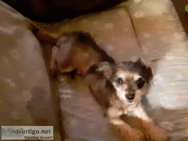 Missing service dog 5lb. Yorkie chihuahua mix  with a mohawk