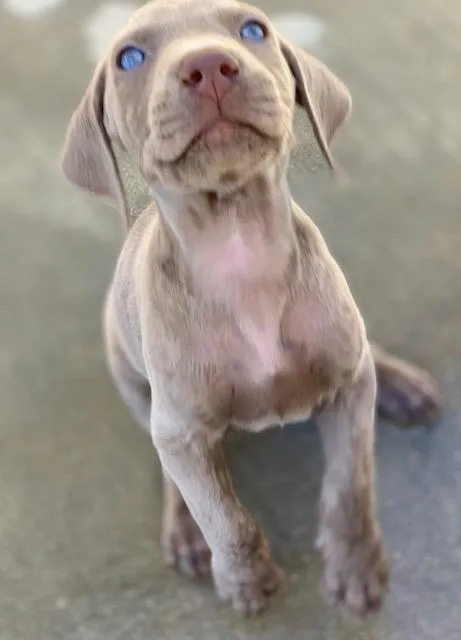 Weimaraner