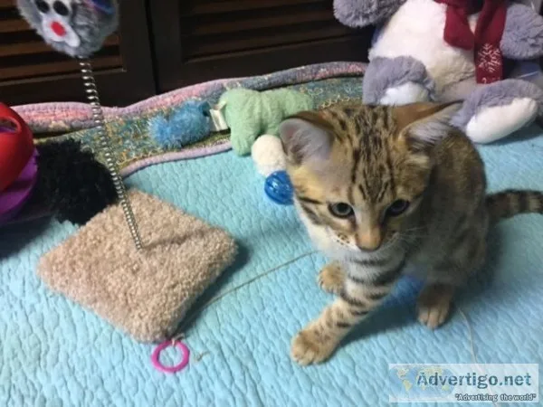 Adorable male Bengal kitten