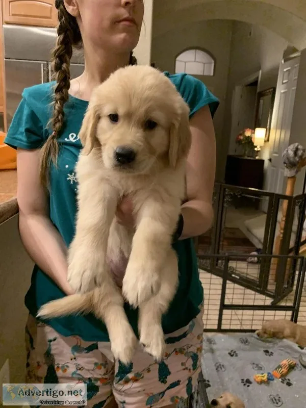 Golden Retriever Puppies