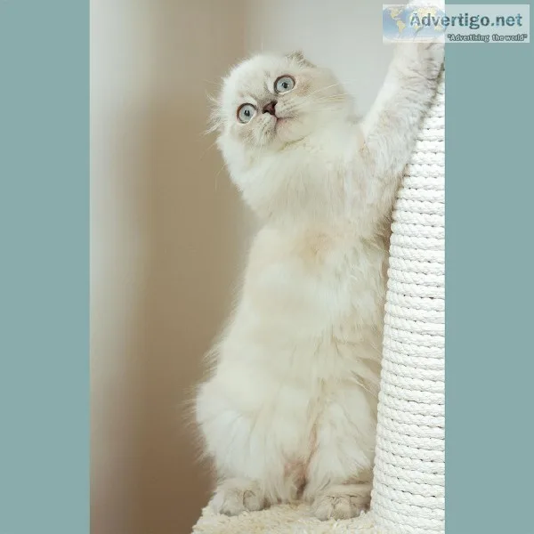 Highland Fold kittens from Milkaholic Cattery