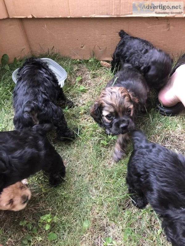 Cocker Spaniel Puppies