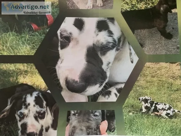 Great Danes for sale