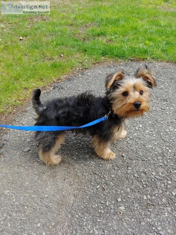9 month old Male Yorkie