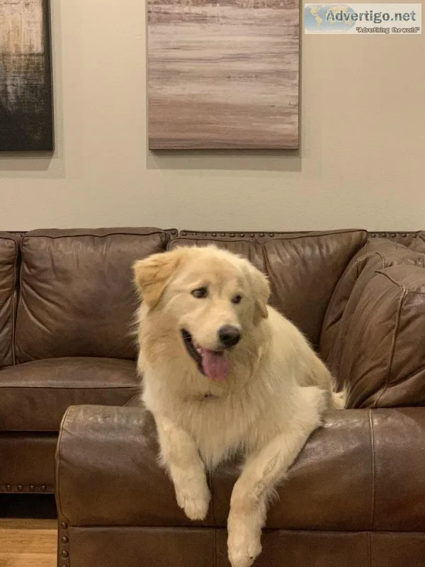 Beautiful Goberian (huskygolden retriever)