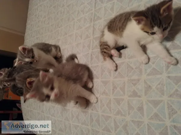 Litter of kittens