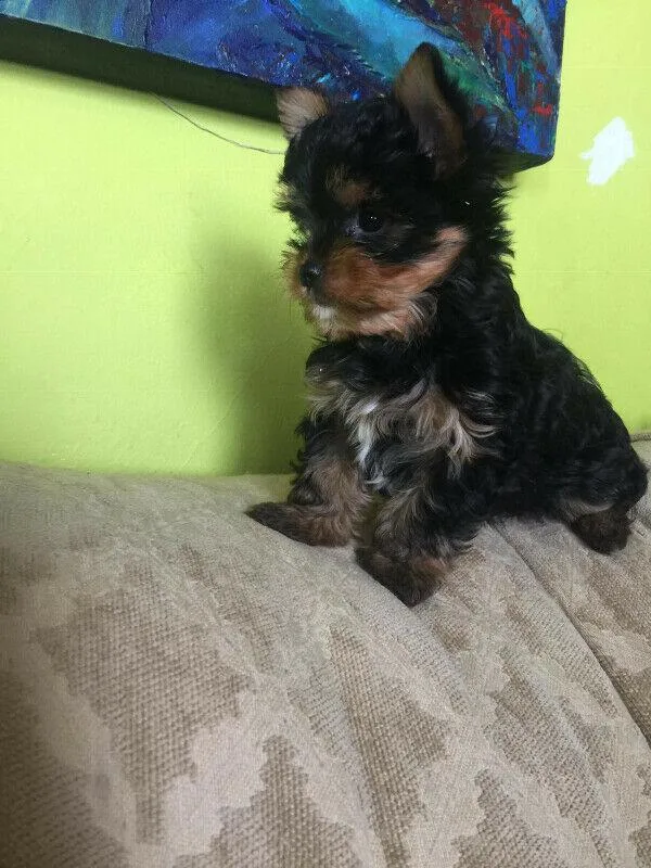 Yorkie puppy