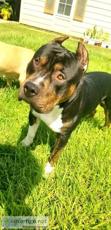 American Staffordshire terrier Puppies Athena X Icon kennel Pupp