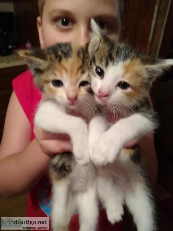 Kittens
