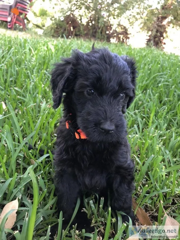 Goldendoodle