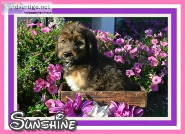 Sunshine Female Bernedoodle