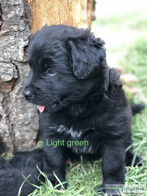 Black lab/newfoundland puppies
