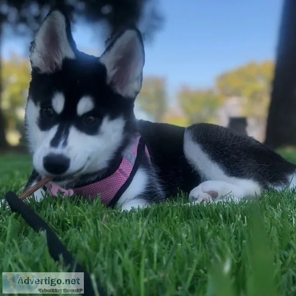 Brave home trian siberian husky pupps