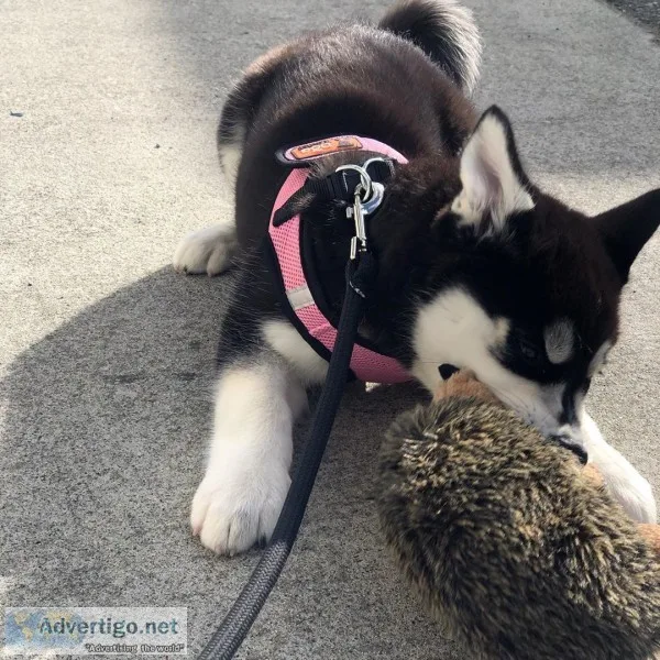 Available siberian husky pupps