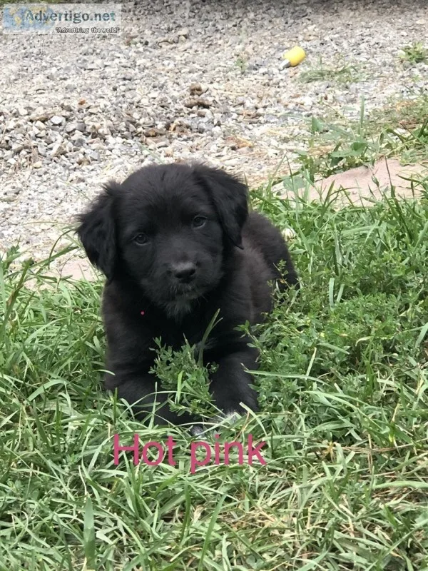 Black lab/newfoundland puppies