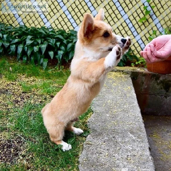Healthy Pembroke corgi pup